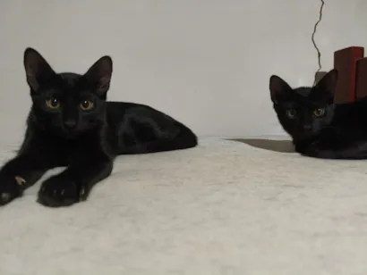 Gato raça SRD-ViraLata idade 2 a 6 meses nome Sem nome - Pretinhos