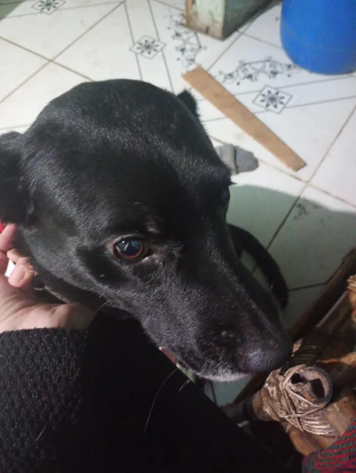 Cachorro raça SRD-ViraLata idade 3 anos nome Úrsula