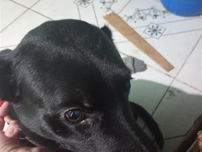 Cachorro raça SRD-ViraLata idade 3 anos nome Úrsula