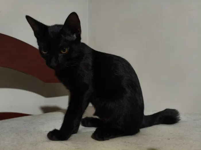 Gato raça SRD-ViraLata idade 2 a 6 meses nome Sem nome - Pretinhos