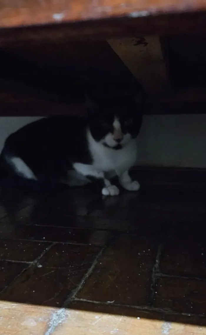 Gato raça SRD-ViraLata idade 2 a 6 meses nome Sem nome - Pretinhos