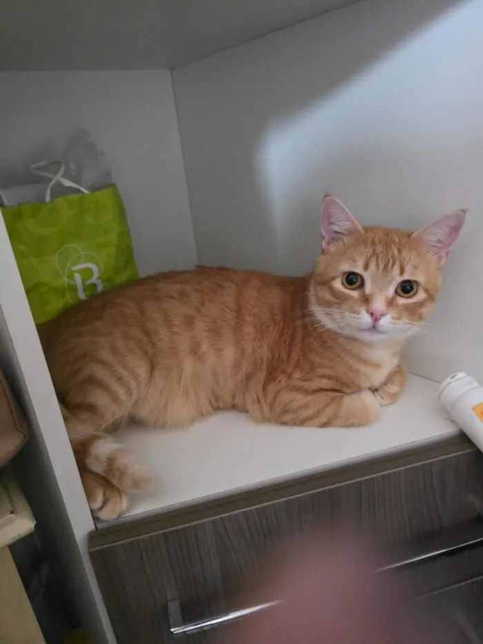 Gato raça SRD-ViraLata idade 1 ano nome Caramelo
