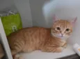 Caramelo