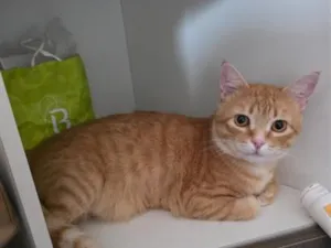 Gato raça SRD-ViraLata idade 1 ano nome Caramelo