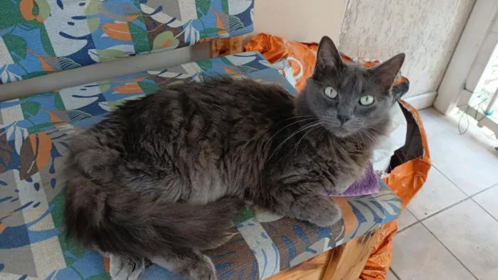 Gato raça SRD-ViraLata idade 4 anos nome Chico