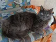Chico