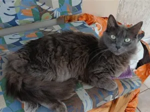 Gato raça SRD-ViraLata idade 4 anos nome Chico