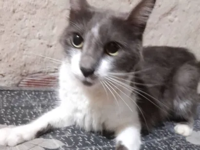Gato raça SRD-ViraLata idade 1 ano nome lily