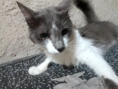 Gato raça SRD-ViraLata idade 1 ano nome lily