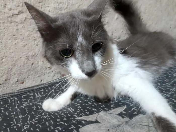 Gato raça SRD-ViraLata idade 1 ano nome lily
