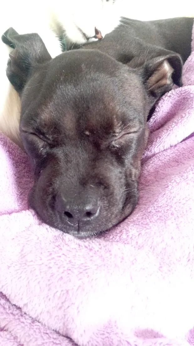 Cachorro raça Pit-Bull idade 2 a 6 meses nome Baby 