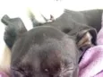 Baby 