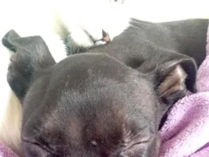 Cachorro raça Pit-Bull idade 2 a 6 meses nome Baby 