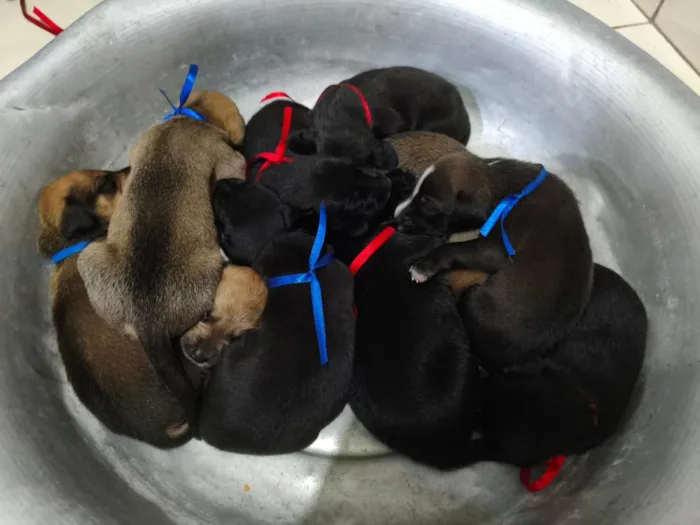 Cachorro raça SRD-ViraLata idade 7 a 11 meses nome sem nomes