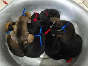 Cachorro raça SRD-ViraLata idade 7 a 11 meses nome sem nomes