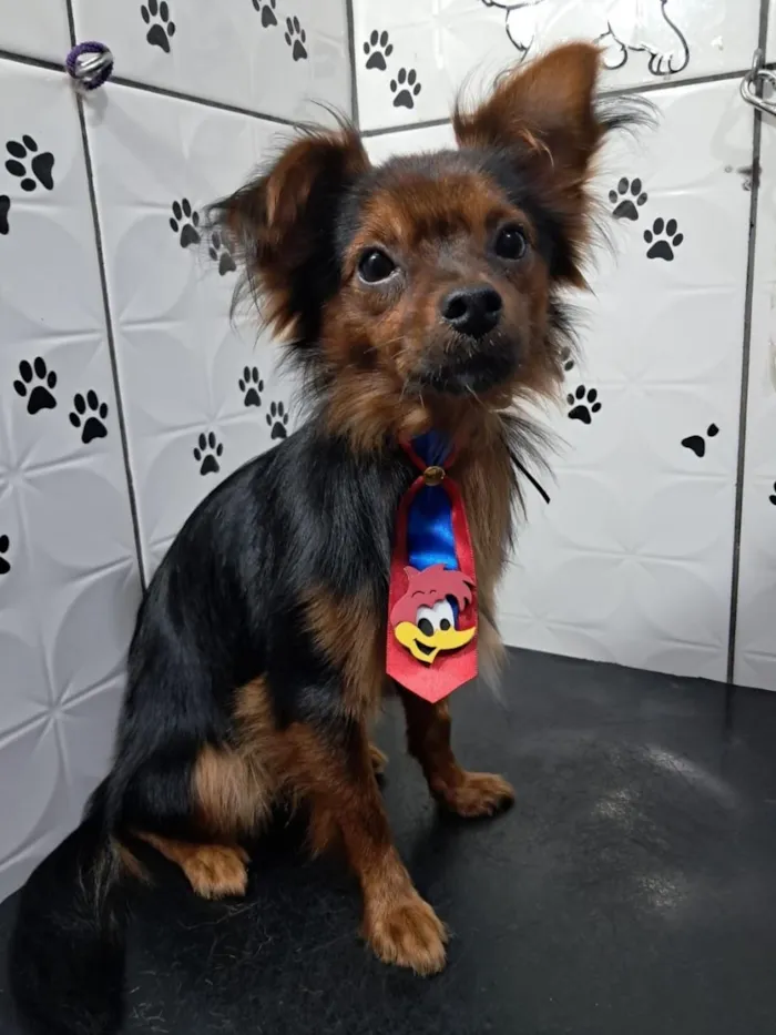 Cachorro raça SRD-ViraLata idade 1 ano nome Theo