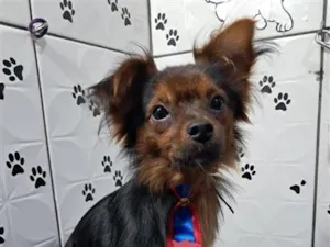 Cachorro raça SRD-ViraLata idade 1 ano nome Theo
