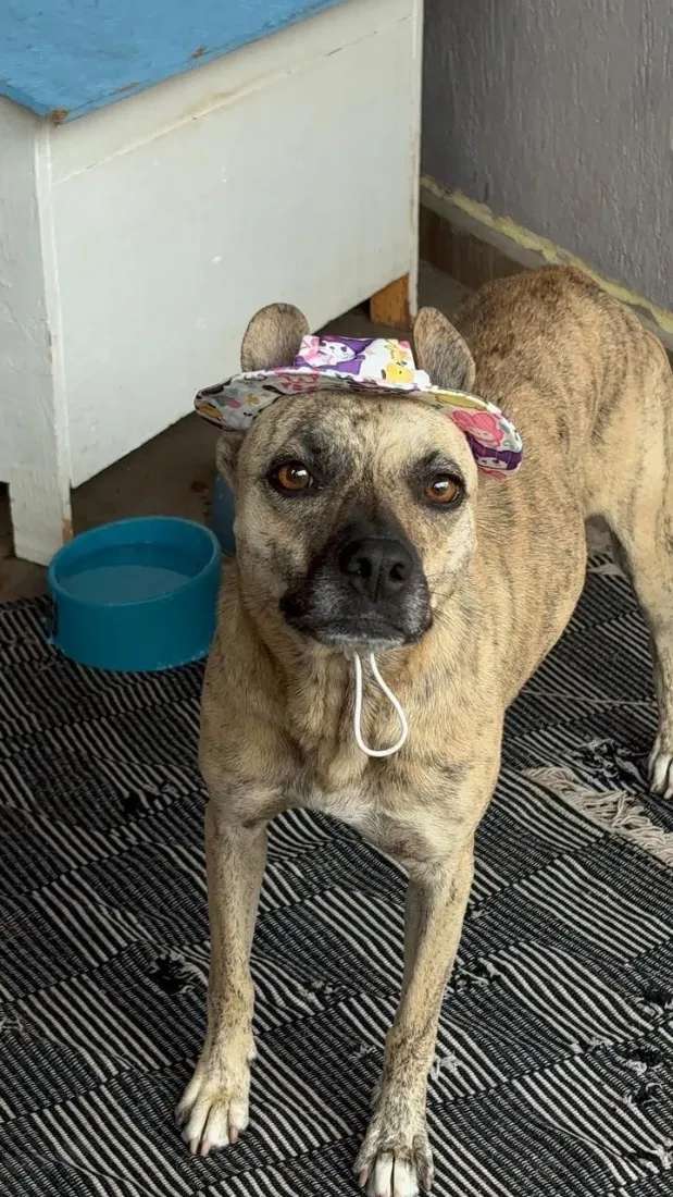 Cachorro raça SRD-ViraLata idade 2 anos nome Hiena