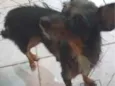 estrela