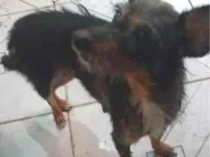 Cachorro raça SRD-ViraLata idade 6 ou mais anos nome estrela