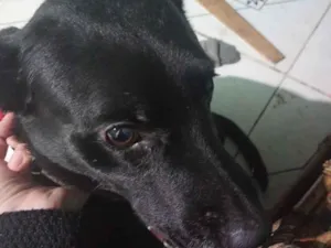 Cachorro raça SRD-ViraLata idade 3 anos nome Úrsula