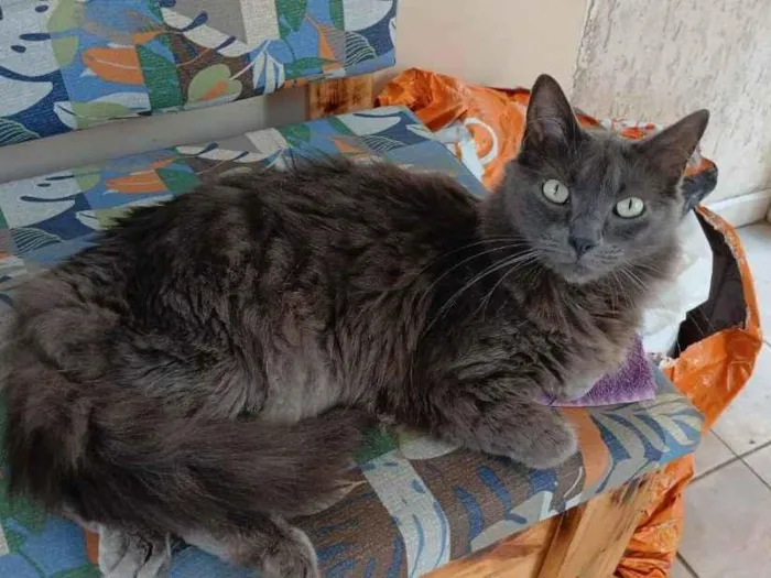 Gato raça SRD-ViraLata idade 4 anos nome Chico