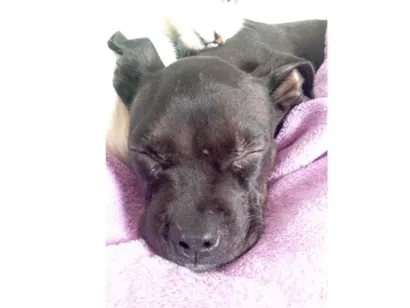 Cachorro raça Pit-Bull idade 2 a 6 meses nome Baby 