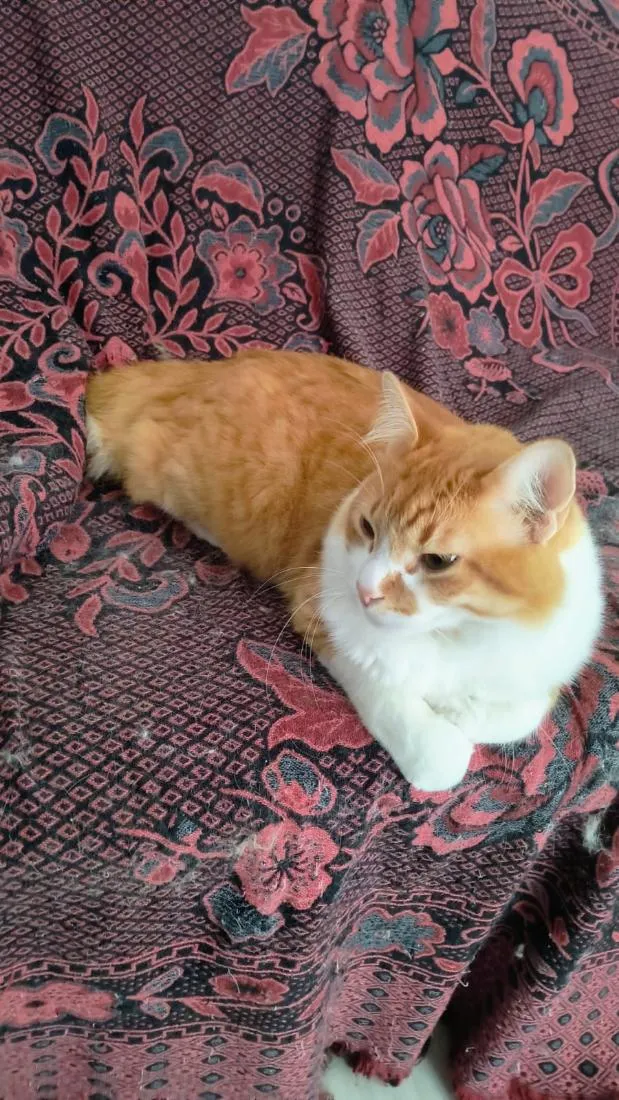Gato raça SRD-ViraLata idade 3 anos nome Simba