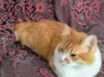 Simba