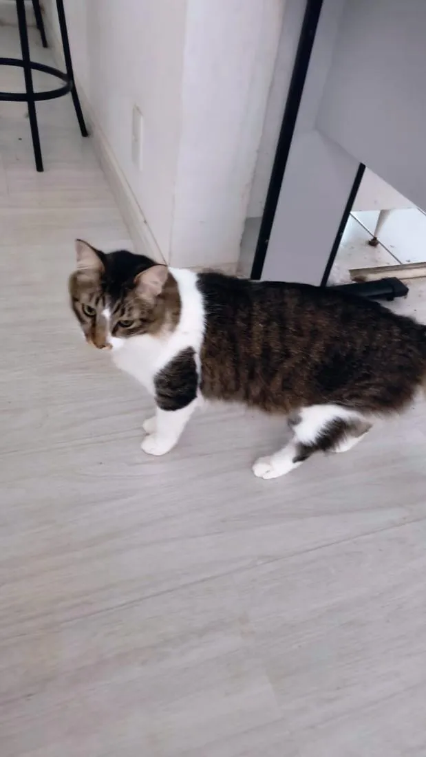 Gato raça SRD-ViraLata idade 3 anos nome Tom