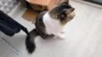 Tom