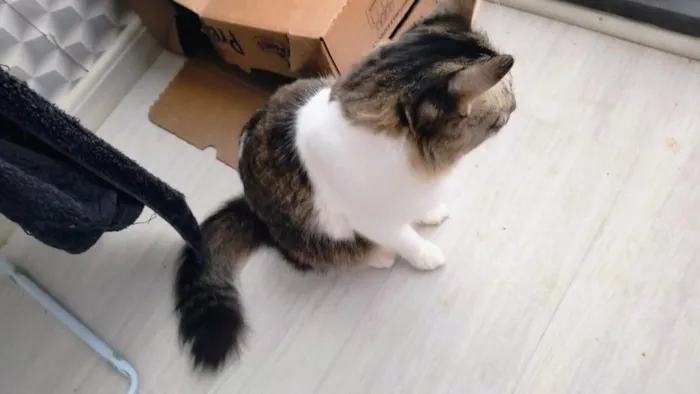 Gato raça SRD-ViraLata idade 3 anos nome Tom