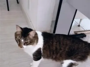 Gato raça SRD-ViraLata idade 3 anos nome Tom