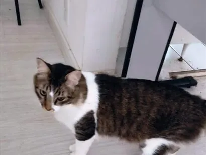 Gato raça SRD-ViraLata idade 3 anos nome Tom