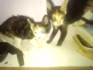 Gato raça SRD-ViraLata idade 2 a 6 meses nome malhado