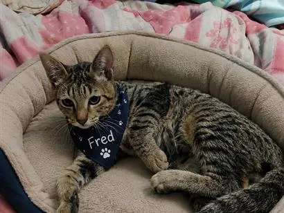 Gato raça SRD-ViraLata idade 2 a 6 meses nome Fred