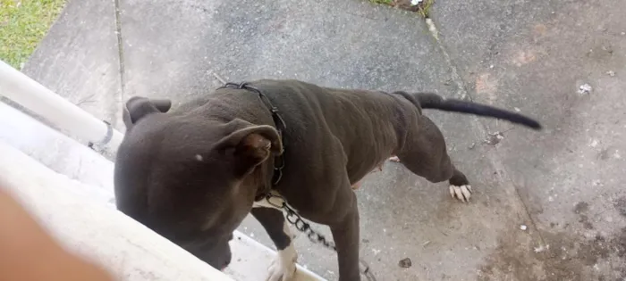 Cachorro raça Pit-Bull idade 3 anos nome sanção 