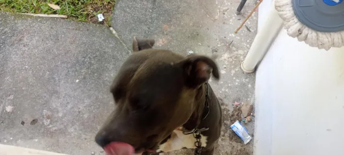 Cachorro raça Pit-Bull idade 3 anos nome sanção 