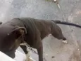 sanção 