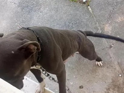 Cachorro raça Pit-Bull idade 3 anos nome sanção 