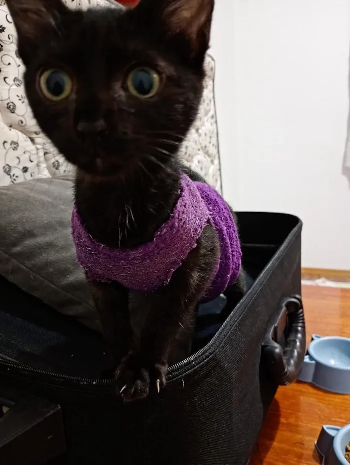 Gato raça SRD-ViraLata idade 2 a 6 meses nome Sofia