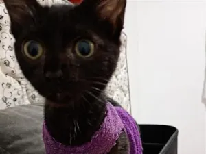 Gato raça SRD-ViraLata idade 2 a 6 meses nome Sofia