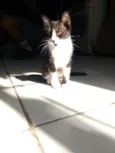 gatinhos 