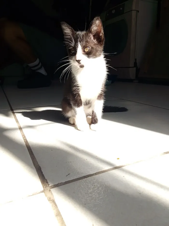 Gato raça SRD-ViraLata idade 2 a 6 meses nome gatinhos 