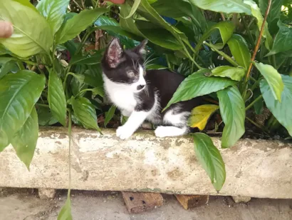 Gato raça SRD-ViraLata idade 2 a 6 meses nome gatinhos 