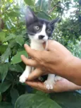 gatinhos 