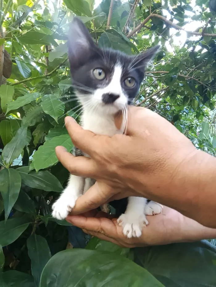Gato raça SRD-ViraLata idade 2 a 6 meses nome gatinhos 
