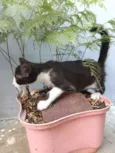 gatinhos 