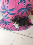 gatinhos 