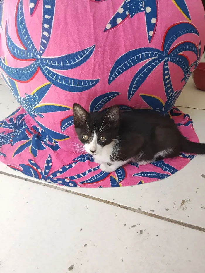 Gato raça SRD-ViraLata idade 2 a 6 meses nome gatinhos 